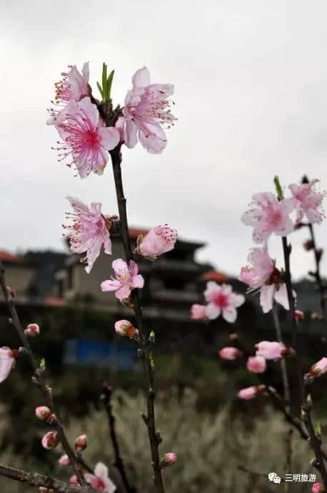 待到山花烂漫时，就借这条微信看遍一整个三明的春天！