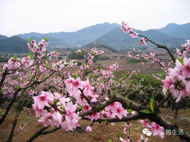 待到山花烂漫时，就借这条微信看遍一整个三明的春天！