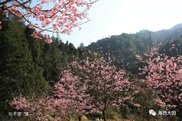 待到山花烂漫时，就借这条微信看遍一整个三明的春天！