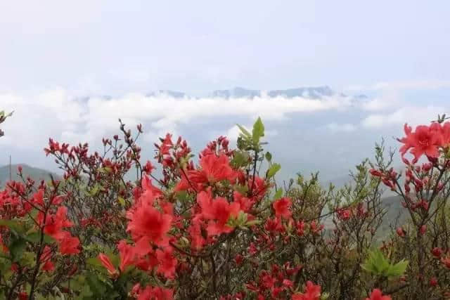 待到山花烂漫时，就借这条微信看遍一整个三明的春天！