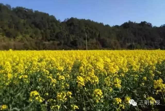 待到山花烂漫时，就借这条微信看遍一整个三明的春天！