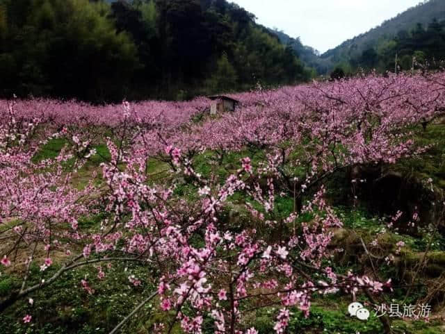 待到山花烂漫时，就借这条微信看遍一整个三明的春天！