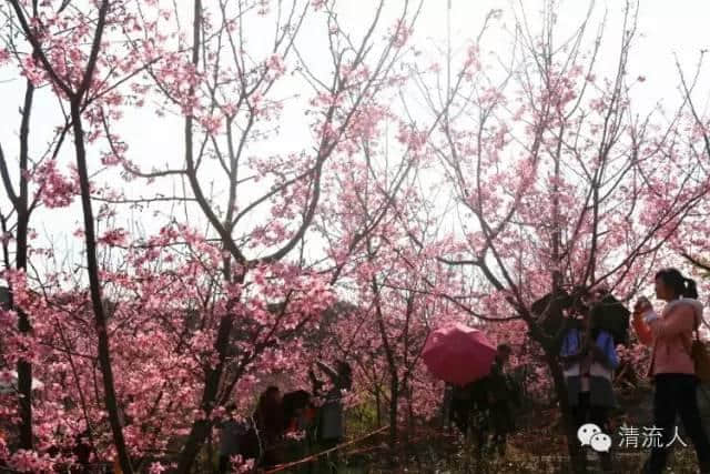 待到山花烂漫时，就借这条微信看遍一整个三明的春天！