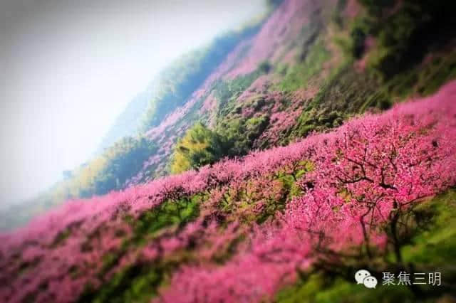 待到山花烂漫时，就借这条微信看遍一整个三明的春天！