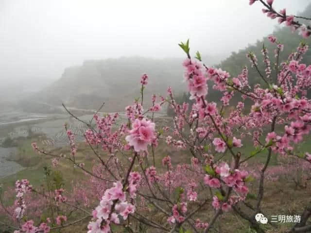 待到山花烂漫时，就借这条微信看遍一整个三明的春天！