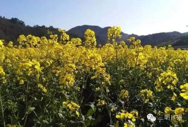 待到山花烂漫时，就借这条微信看遍一整个三明的春天！