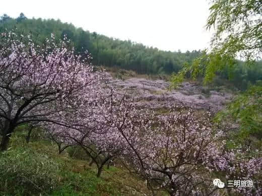 待到山花烂漫时，就借这条微信看遍一整个三明的春天！