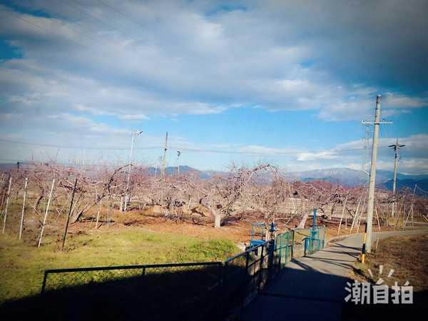 2016年1月日本中部游-名古屋-长野地狱谷雪猴-金泽-高山-白川乡点灯