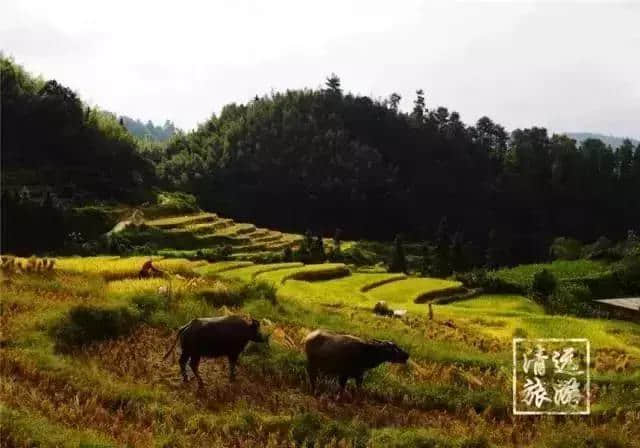 有意思旅游｜刷遍广州附近美景，这些自驾路线，走过3条就是车神