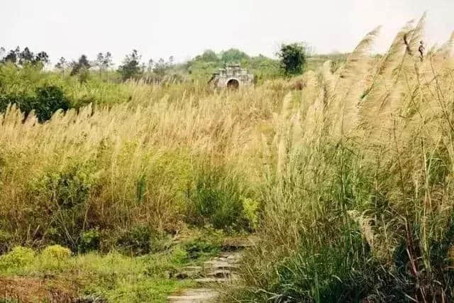 有意思旅游｜刷遍广州附近美景，这些自驾路线，走过3条就是车神