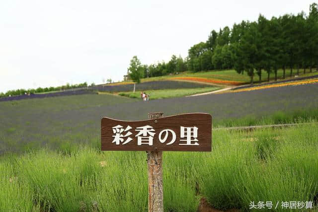 北海道夏季赏薰最佳景点TOP5榜单新鲜出炉！排行第一的竟是？