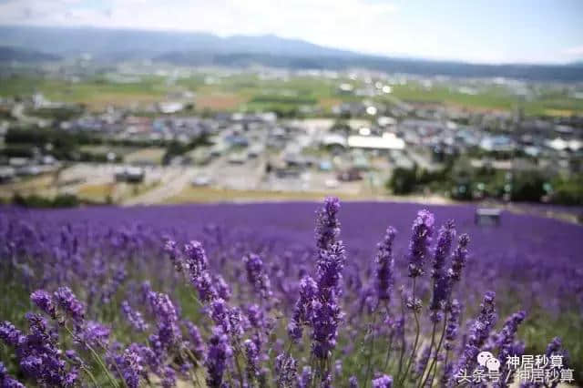 北海道夏季赏薰最佳景点TOP5榜单新鲜出炉！排行第一的竟是？