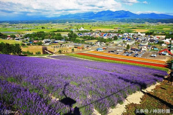 北海道夏季赏薰最佳景点TOP5榜单新鲜出炉！排行第一的竟是？