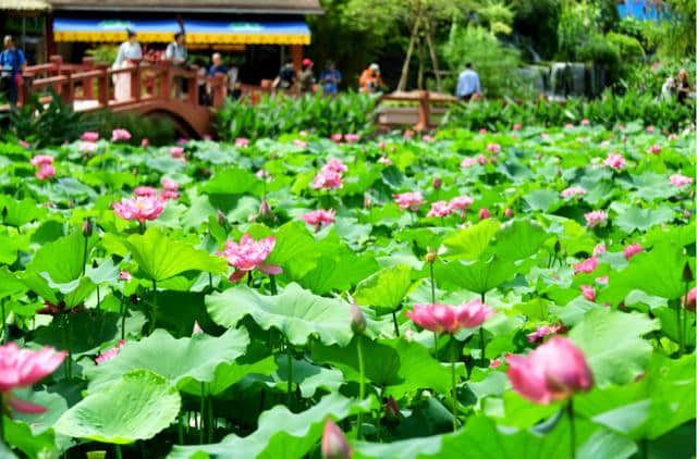 番禺莲花文化旅游节开幕 900余种莲花、400余种睡莲等你来赏