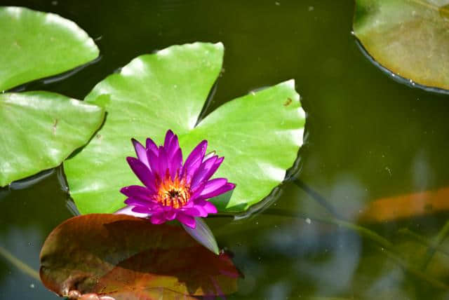 番禺莲花文化旅游节开幕 900余种莲花、400余种睡莲等你来赏