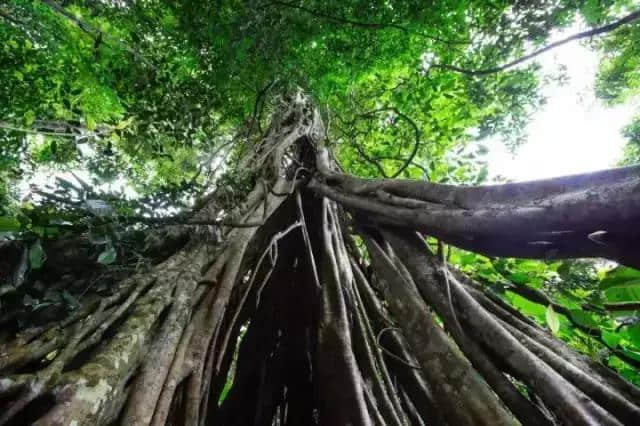 西双版纳，我心目中最野的旅行目的地