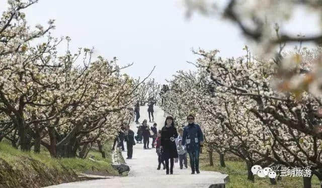 建宁春天最全赏花攻略！万紫千红看花海，相约建宁踏春来