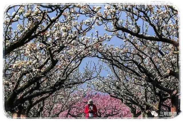 建宁春天最全赏花攻略！万紫千红看花海，相约建宁踏春来