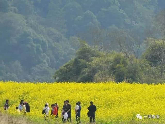 建宁春天最全赏花攻略！万紫千红看花海，相约建宁踏春来