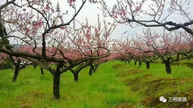 建宁春天最全赏花攻略！万紫千红看花海，相约建宁踏春来