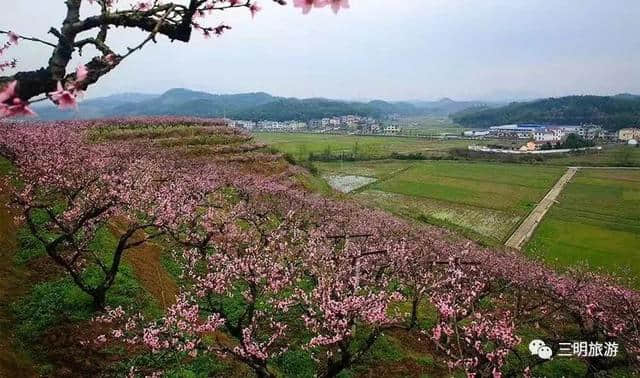 建宁春天最全赏花攻略！万紫千红看花海，相约建宁踏春来