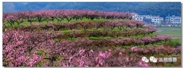 建宁春天最全赏花攻略！万紫千红看花海，相约建宁踏春来