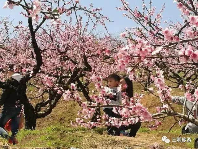 建宁春天最全赏花攻略！万紫千红看花海，相约建宁踏春来