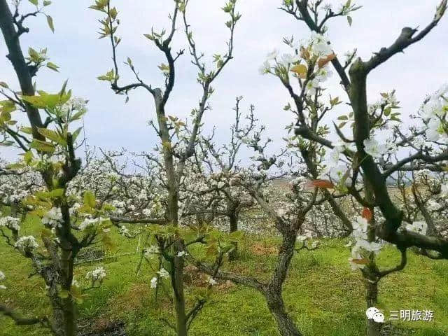 建宁春天最全赏花攻略！万紫千红看花海，相约建宁踏春来