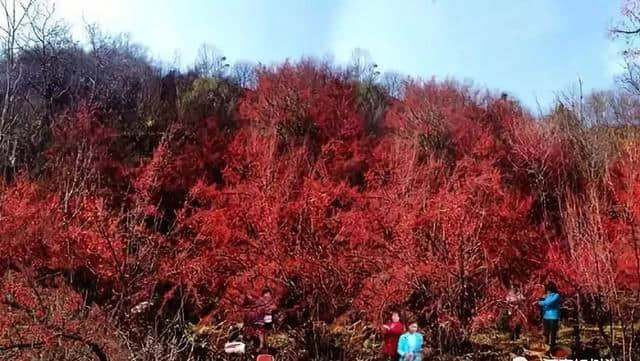 宜居山城西峡，涵养绿水青山竟造就金山银山，奥妙何在？