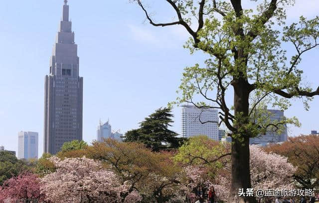 日本东京6日自由行干货，深度游樱花季！