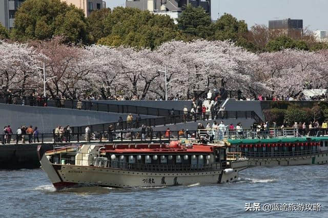 日本东京6日自由行干货，深度游樱花季！