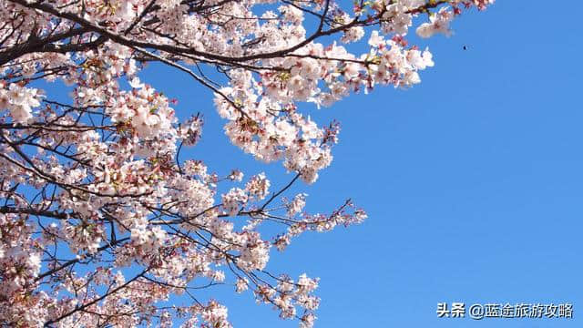 日本东京6日自由行干货，深度游樱花季！