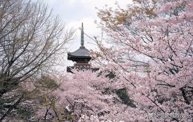 日本东京6日自由行干货，深度游樱花季！