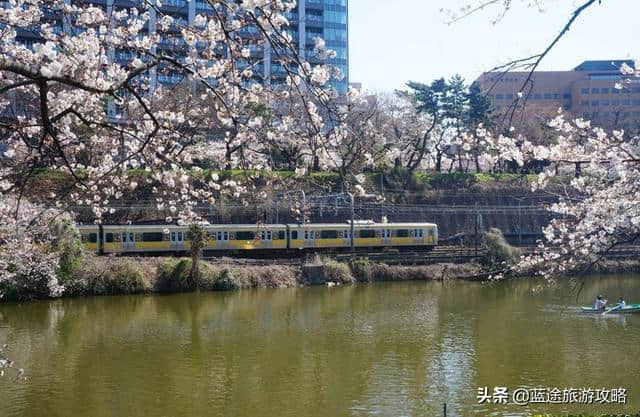 日本东京6日自由行干货，深度游樱花季！