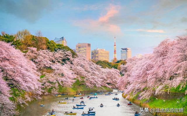 日本东京6日自由行干货，深度游樱花季！