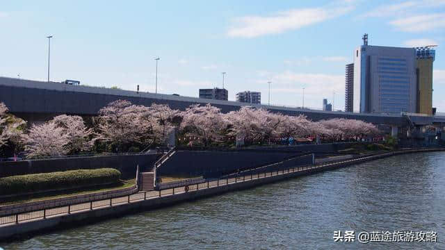 日本东京6日自由行干货，深度游樱花季！