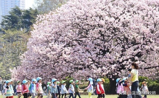 日本东京6日自由行干货，深度游樱花季！