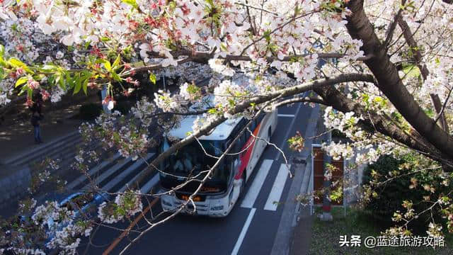 日本东京6日自由行干货，深度游樱花季！