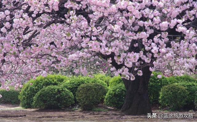 日本东京6日自由行干货，深度游樱花季！