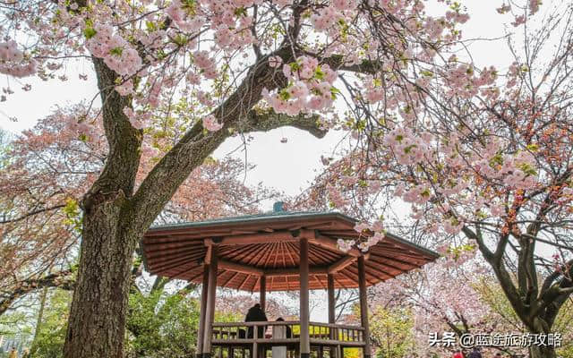 日本东京6日自由行干货，深度游樱花季！