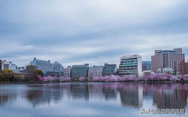 日本东京6日自由行干货，深度游樱花季！