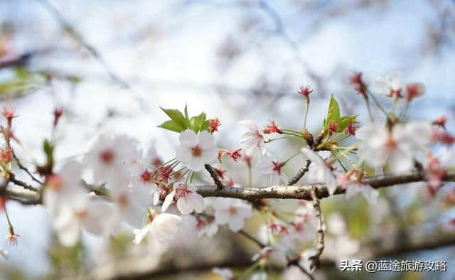 日本东京6日自由行干货，深度游樱花季！