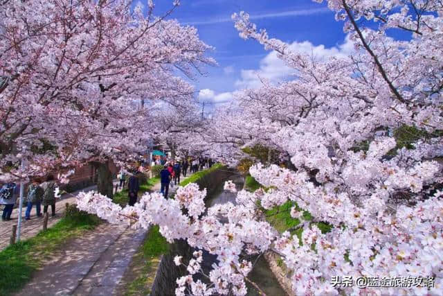 日本东京6日自由行干货，深度游樱花季！