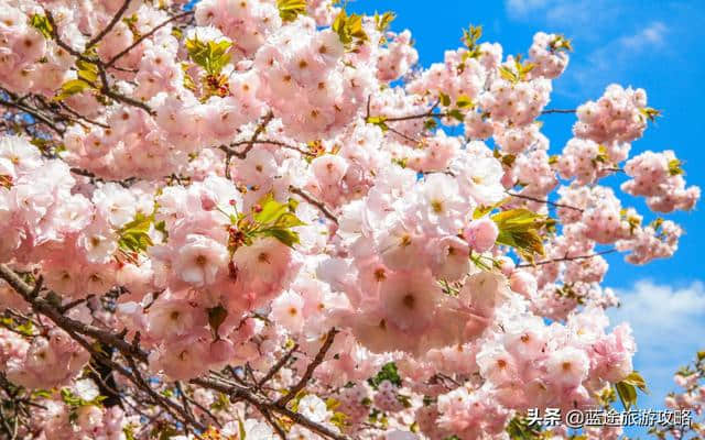 日本东京6日自由行干货，深度游樱花季！