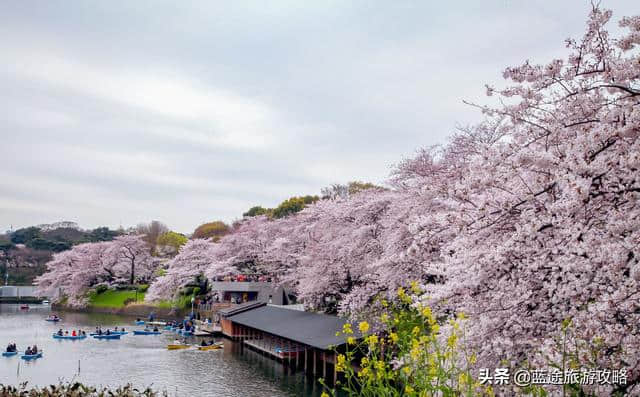 日本东京6日自由行干货，深度游樱花季！