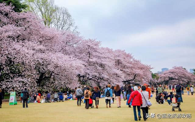 日本东京6日自由行干货，深度游樱花季！