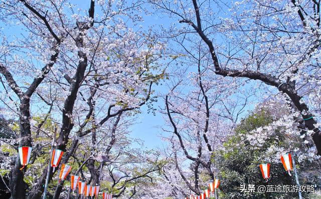 日本东京6日自由行干货，深度游樱花季！