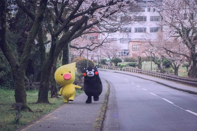 熊本熊卖萌，国家旅游局打call，日本樱花季“花招”百出