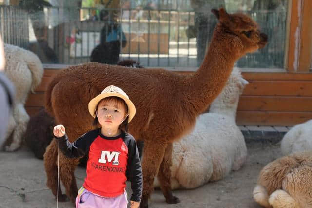 夏季濮阳周边亲子旅游好去处濮阳东北庄野生动物园