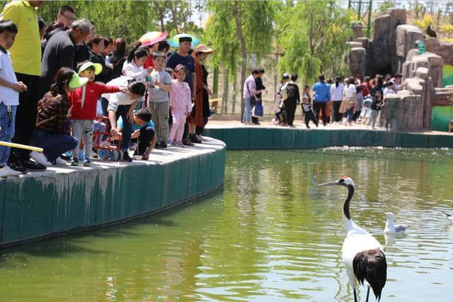 夏季濮阳周边亲子旅游好去处濮阳东北庄野生动物园